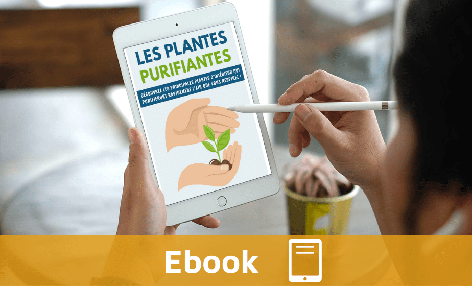 Les plantes purifiantes